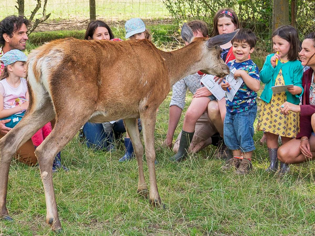 biche groupe