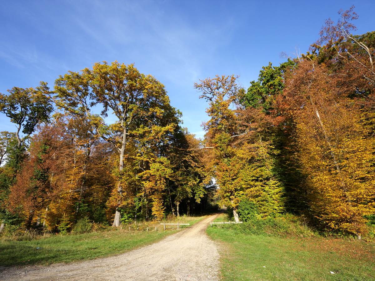 La forêt de Compiègne