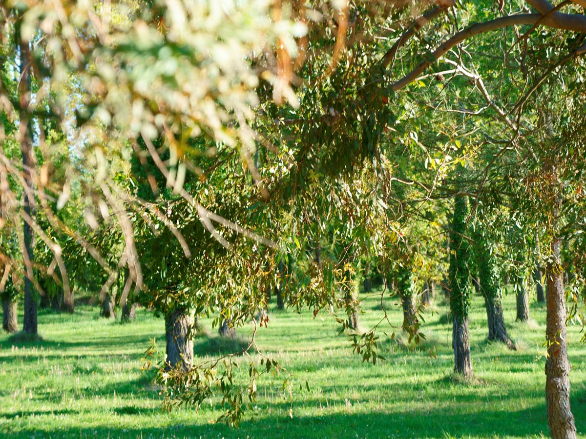 parc hôtel résidence les peupliers