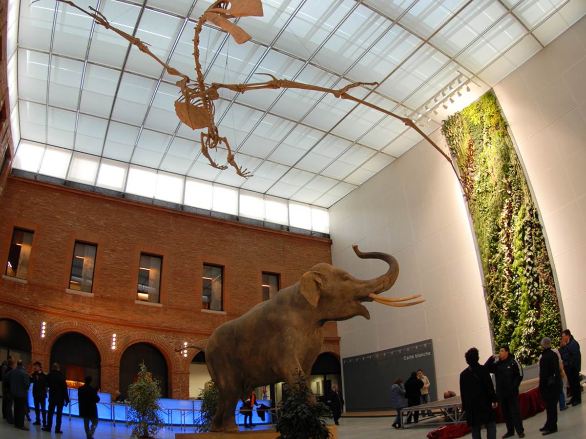 --museum-de-toulouse-frederic-ripoll