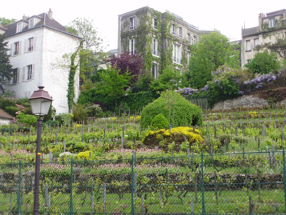 Montmartre vineyard