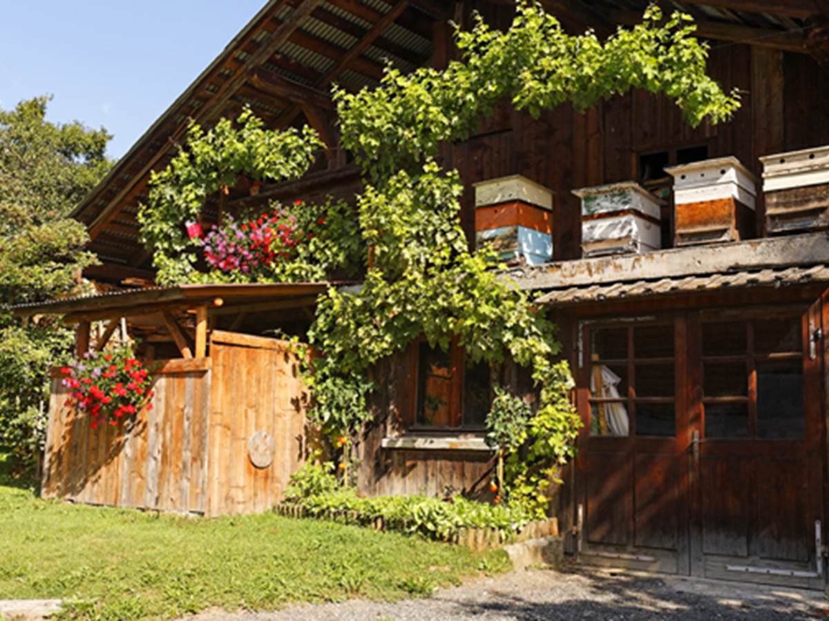 5 - CORDON - Ruches