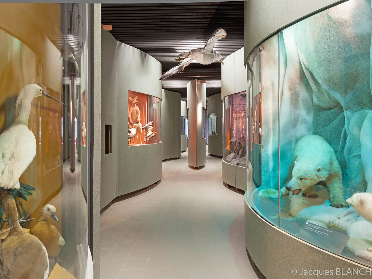 muséum