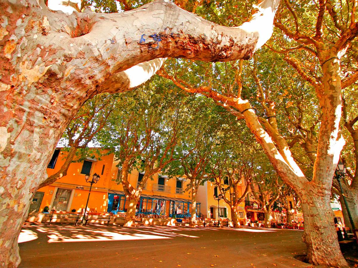 place platanes serignan