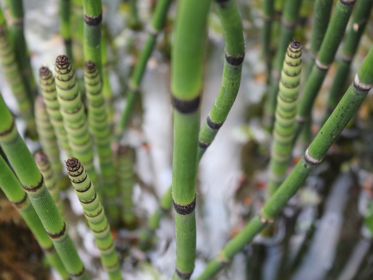 Pousses de Bambou