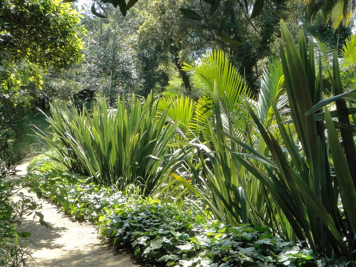 Jardin de Nouvelle-Z+®lande2 -® Domaine du Rayol