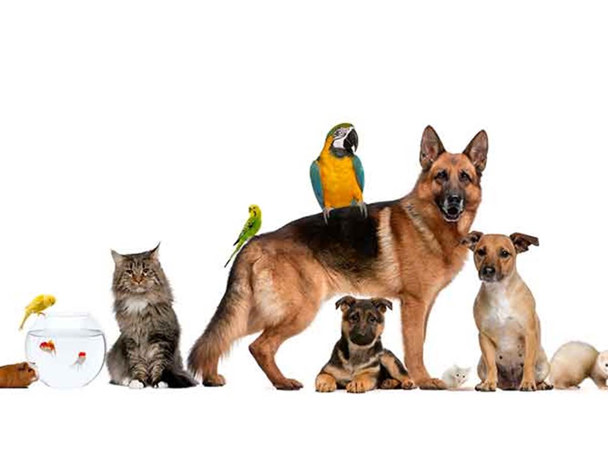animaux de compagnie