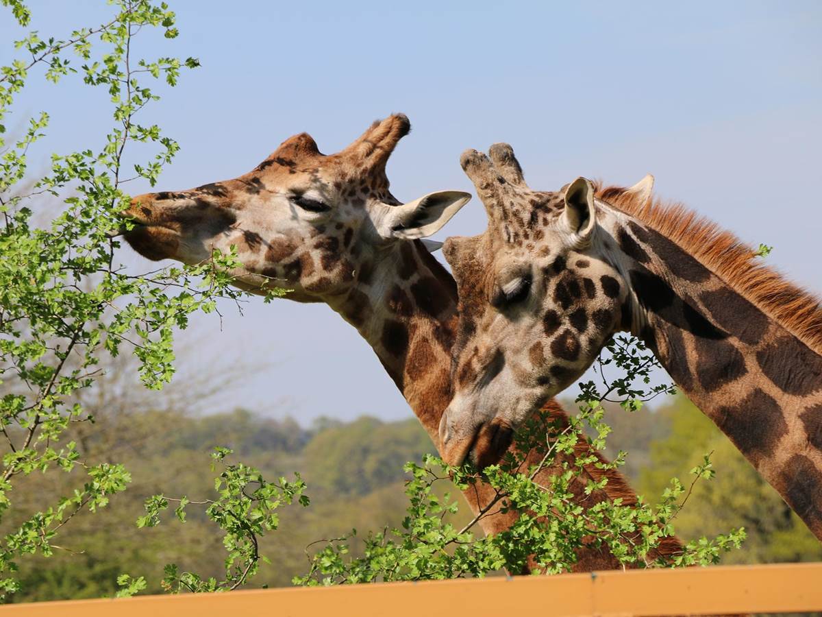 Parc zoo du Reynou ©hauteviennetourisme
