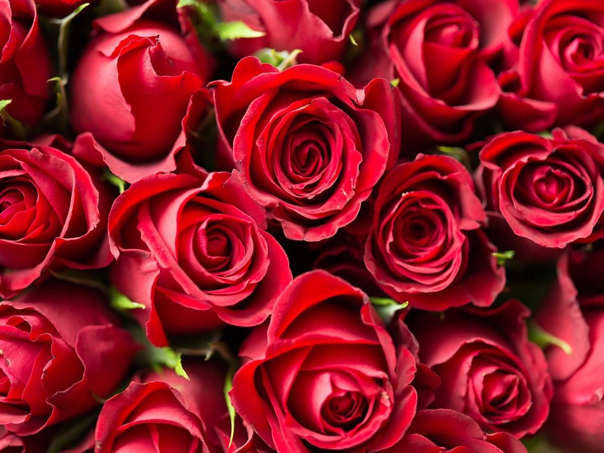 Bouquet de roses