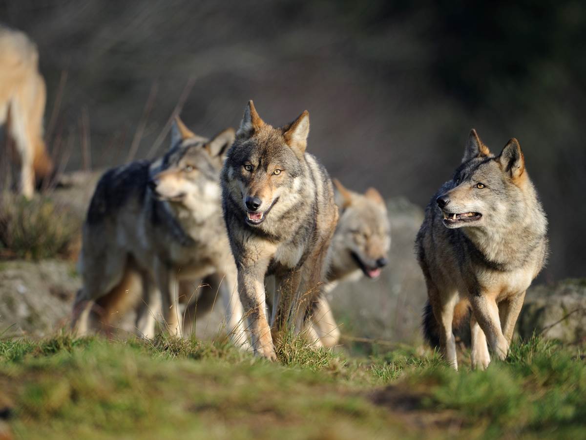 Loups_de_Chabières(c)Sylvain_Deschamps (10)