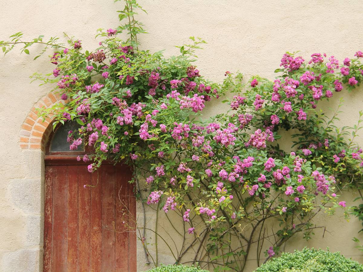 Rosier grimpant