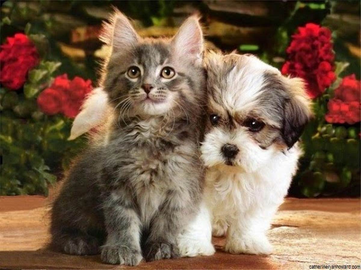 photo-de-chien-et-chat-84