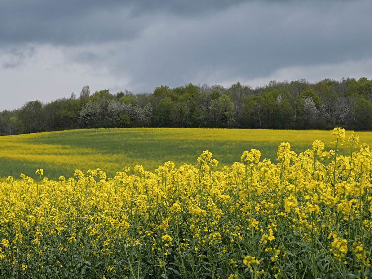 Champ de colza en fleurs à Fontenay-Saint-Père