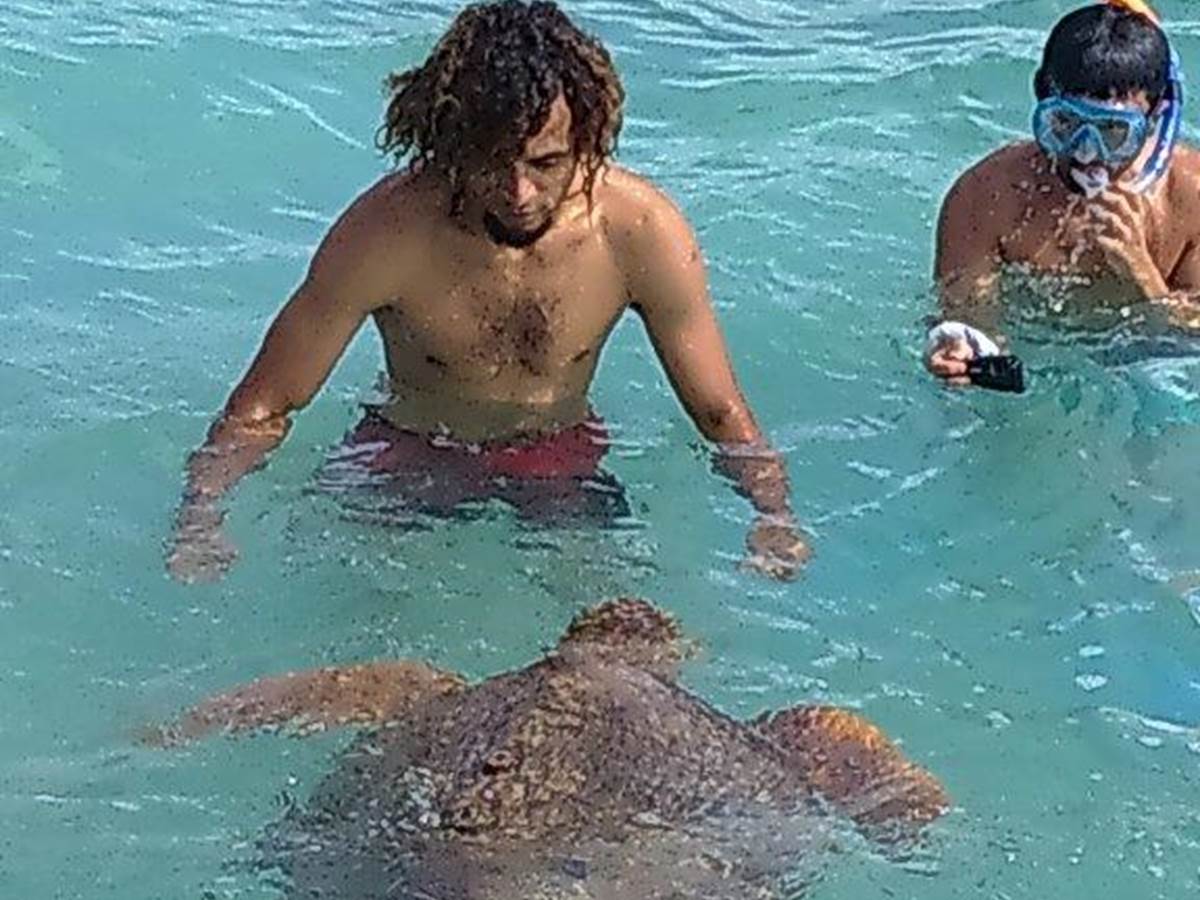 Nage avec les tortues