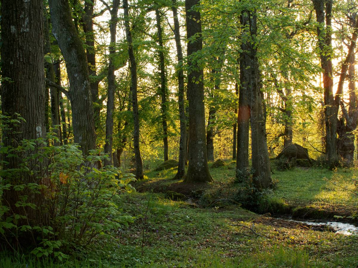 Les sous-bois