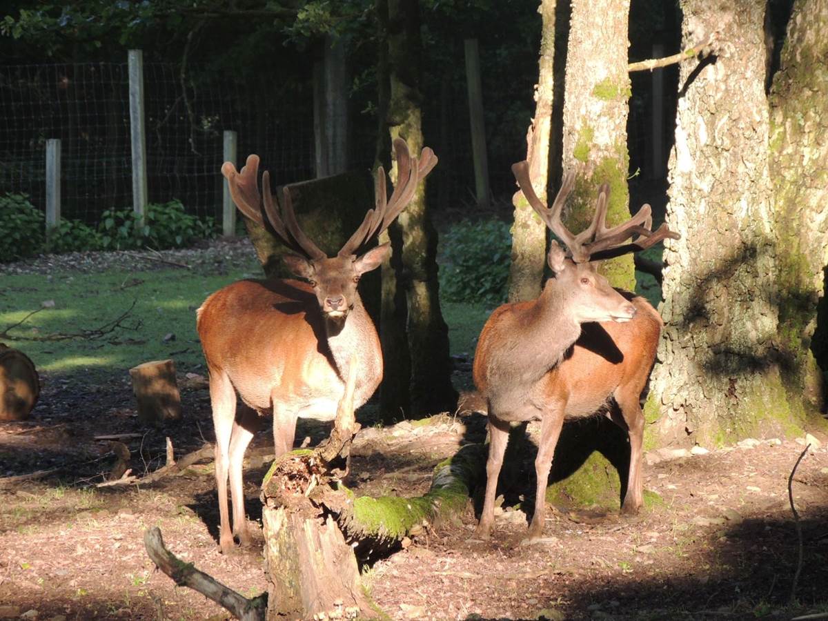 parc a gibier 6