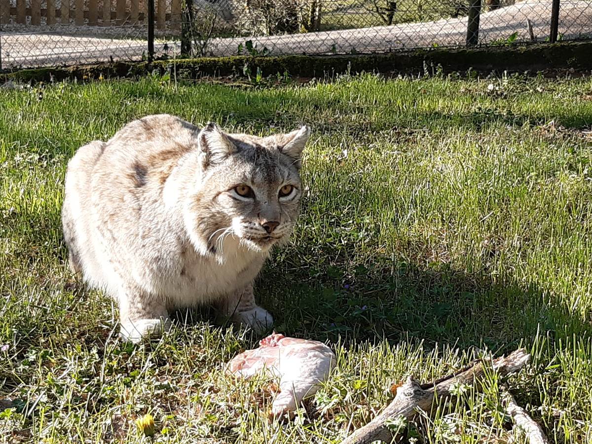 2020-lynx-pacha-tournee-carnivore