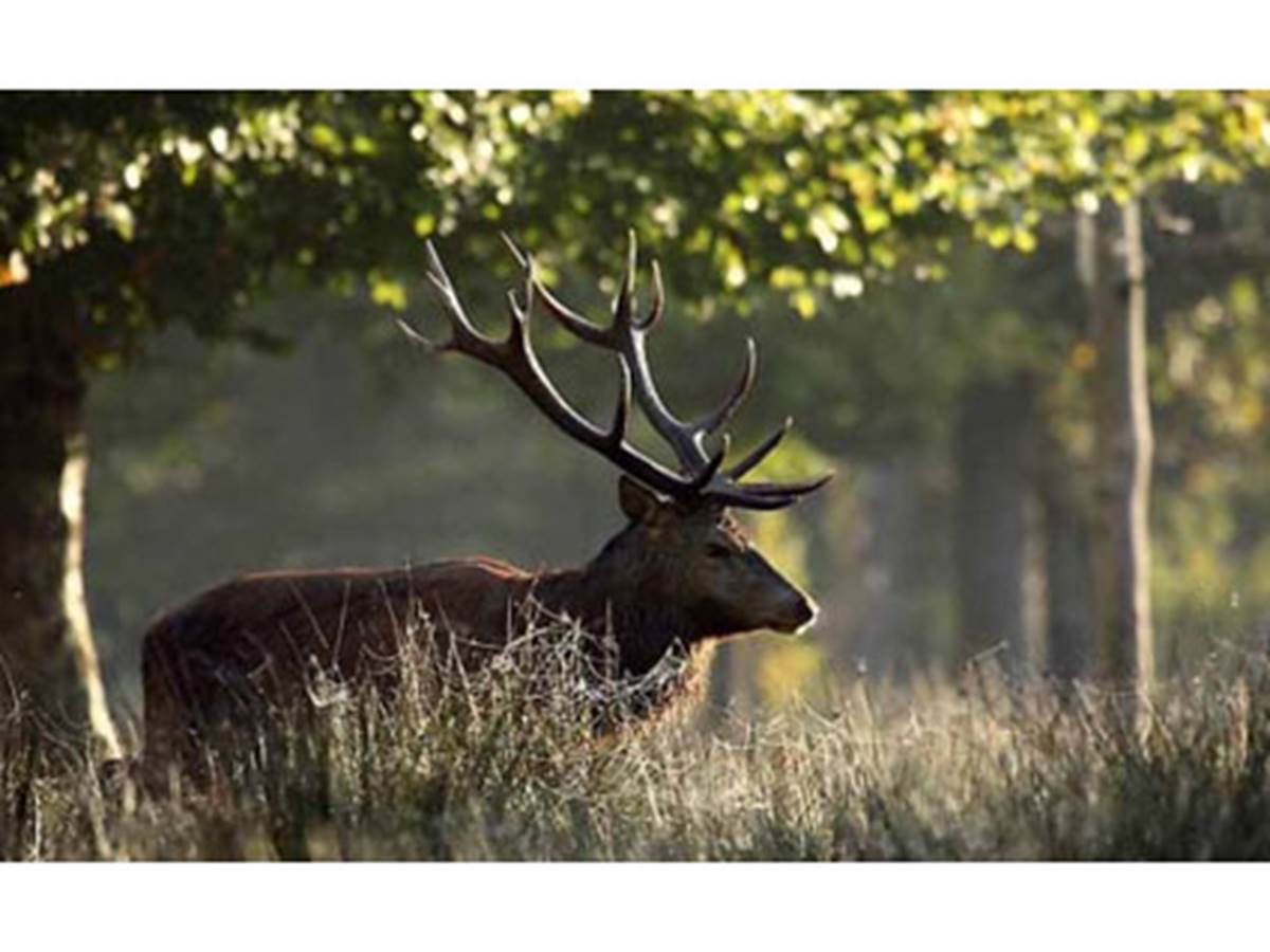 La Forêt d\'Orléans