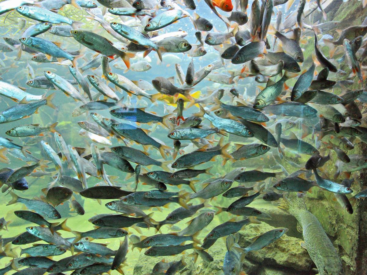 Plus de 6000 poissons à observer dans cet aquarium d'eau douce