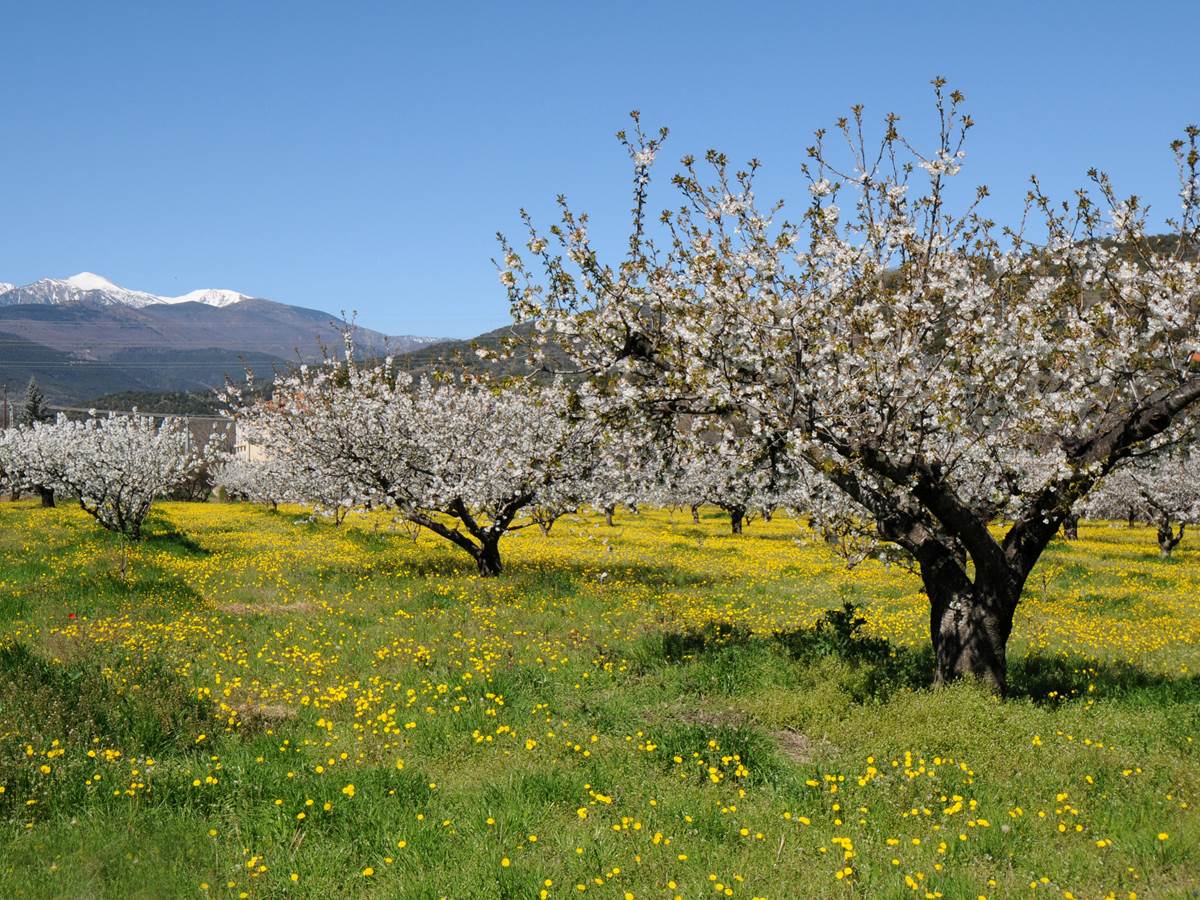 DSC_7989 bisCerisiers Canigou