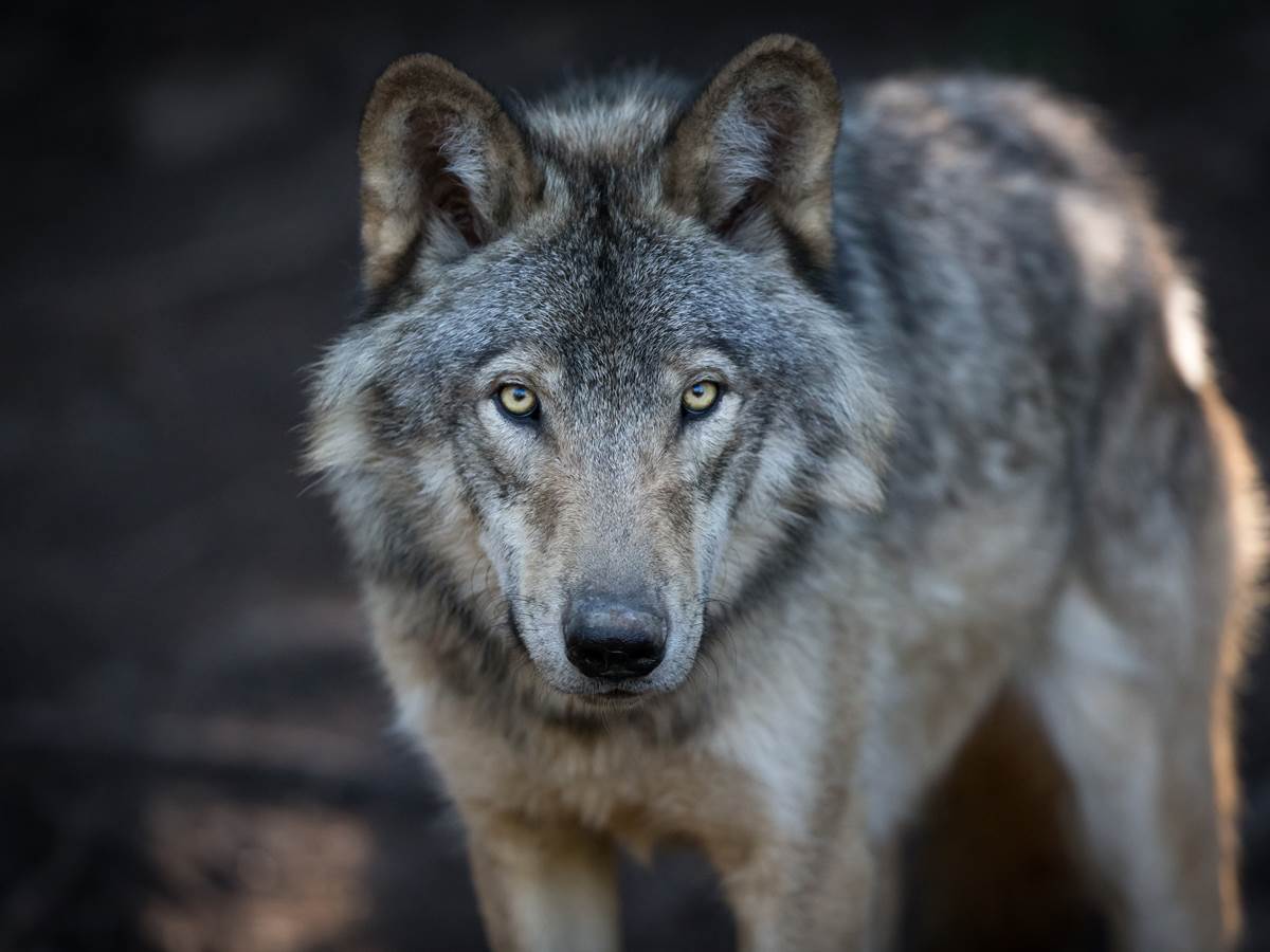 2020-loup-nouveaute
