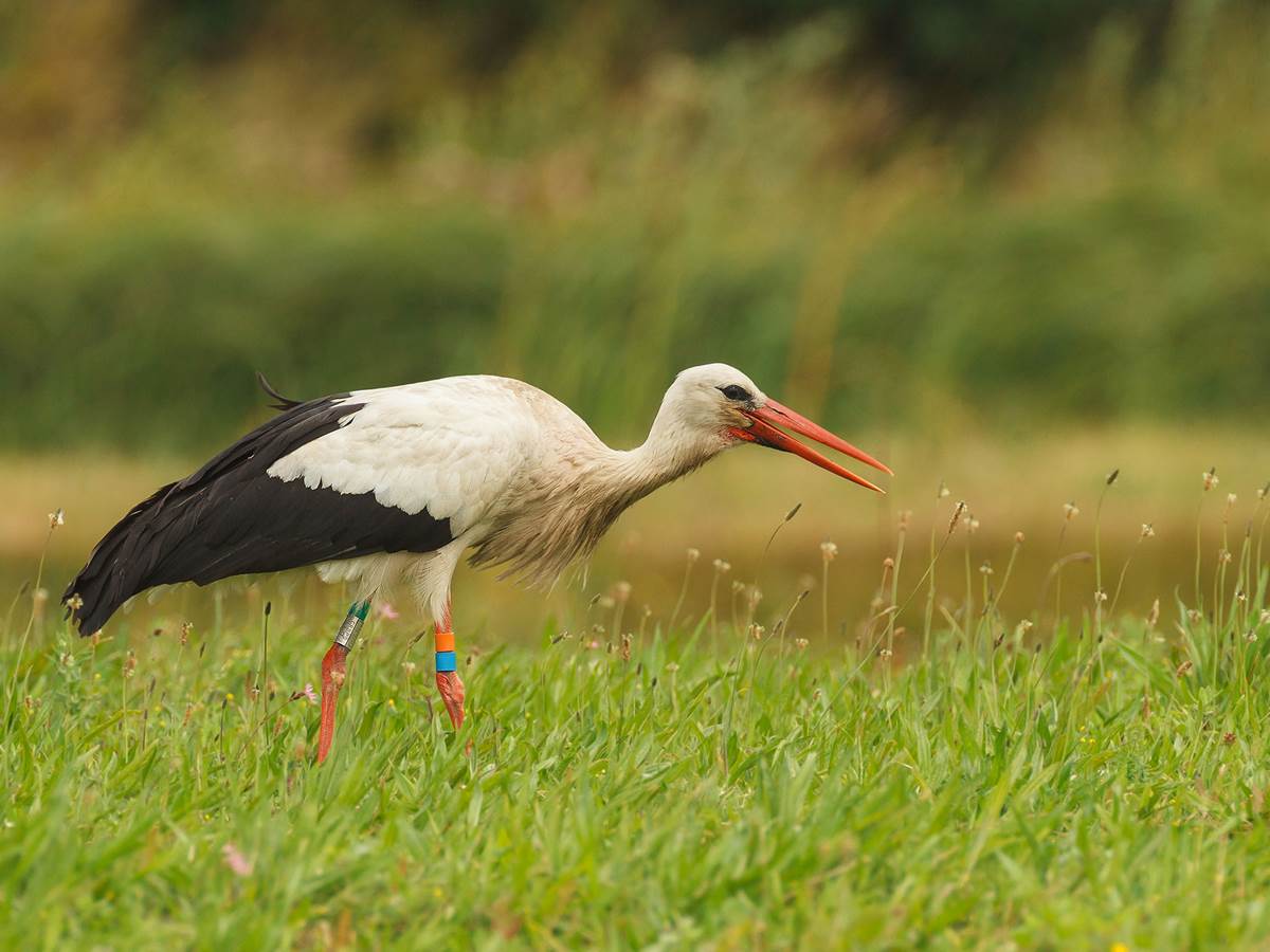 Cigogne
