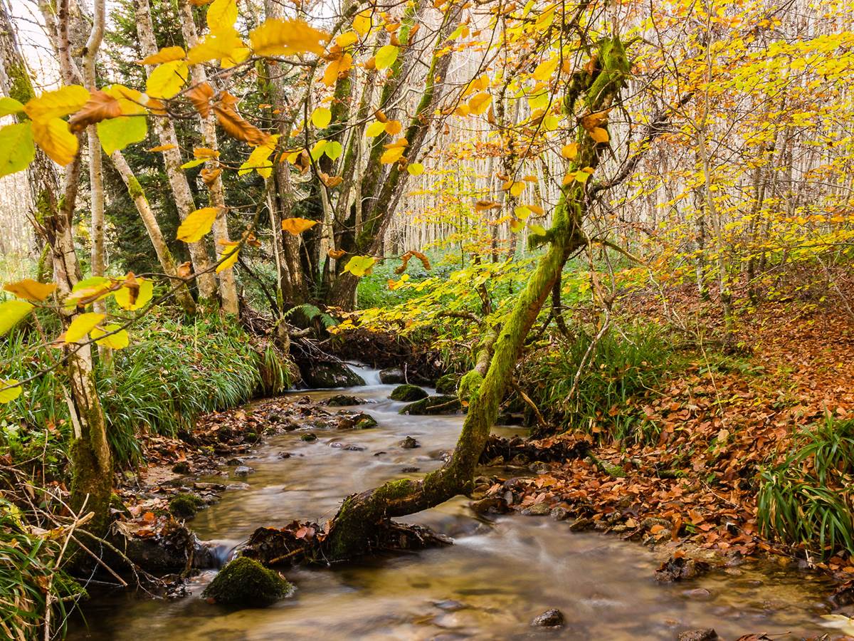 Rivière La Credogne en automne sur la commune de Palladuc dans le Parc Naturel Régional du Livradois Forez
