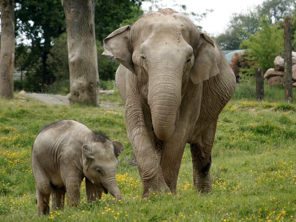 elephants_asie_2