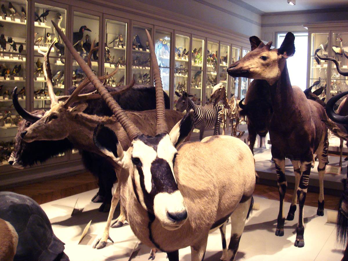 Muséum d'histoire naturelle