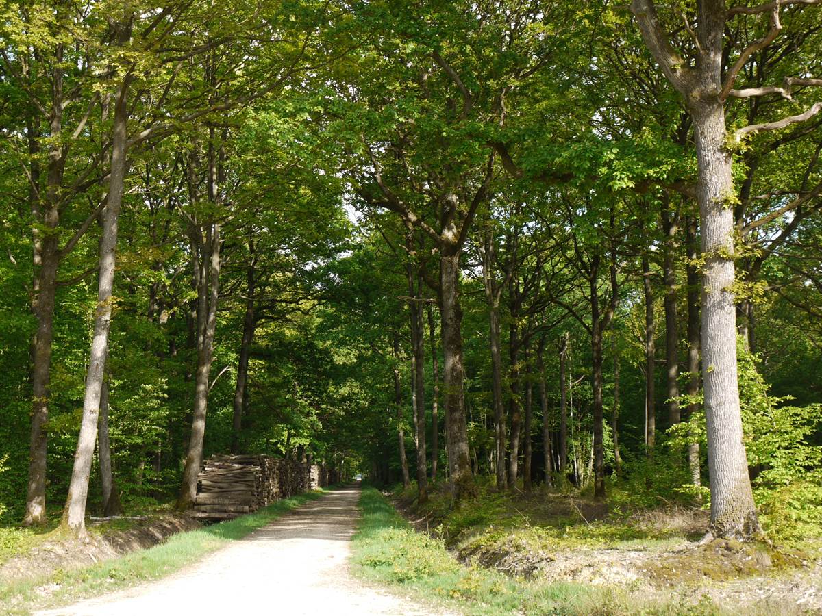 Forêt domaniale de Rambouillet