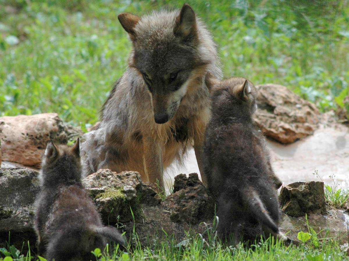 Parc Animalier de Gramat - Loups