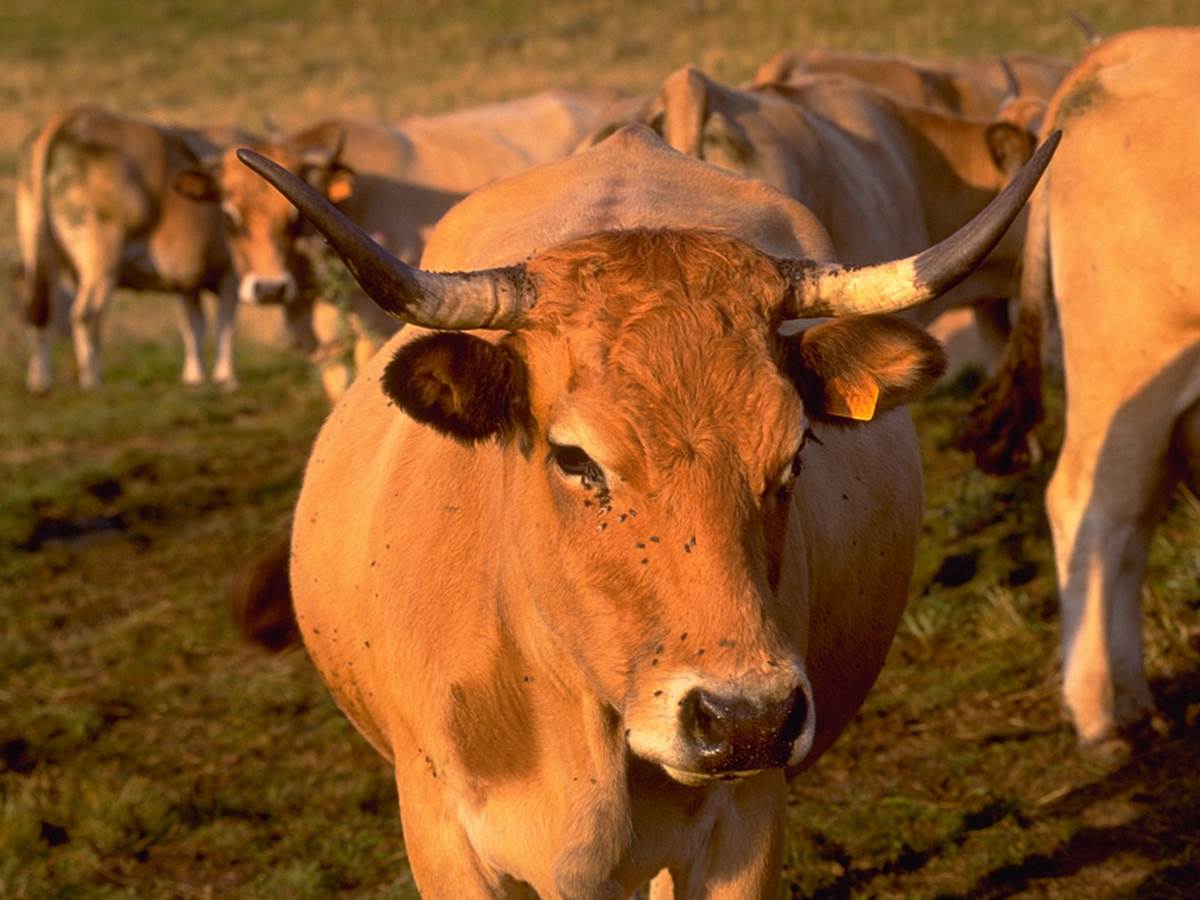 Laguiole et le plateau de l'Aubrac