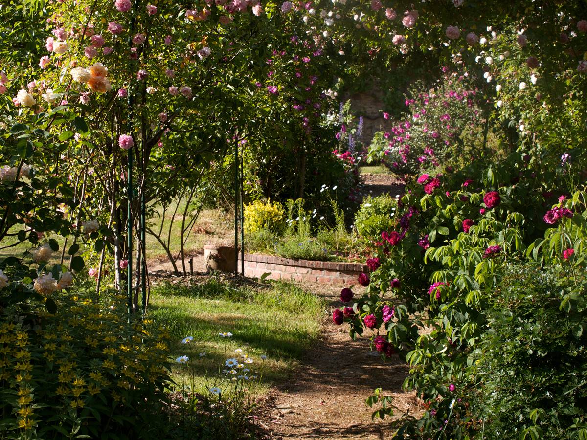 Les rosiers au mois de juin