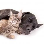 animaux