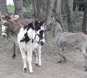 Aramis Cupidon et Oscar avril 2019