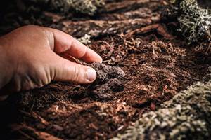 Recherche de truffes en Haute-Marne