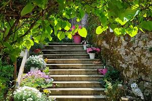 Escalier sous l'Aristoloche