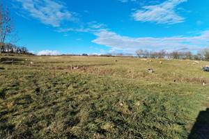 vue sur les animaux de la ferme - moutons - chèvres
