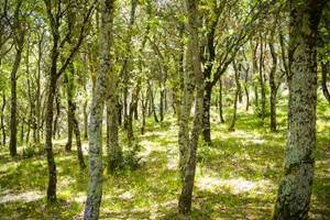forêts de chênes cocody
