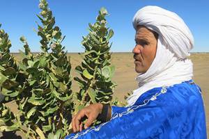 Ali et les plantes du désert