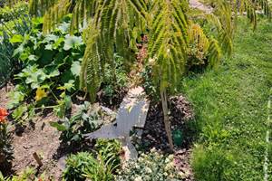 Jardin et oiseau déco