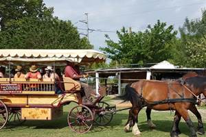 les Calèches de Camargue au Cailar