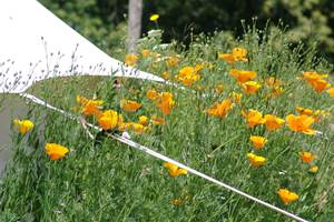 fleurs-tente2