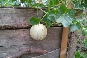 Melon du jardin