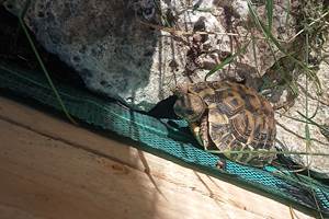 nos deux tortues  et quelle maisonnette !