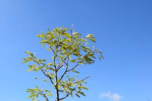 Nouvelles plantations
