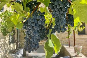 Une passion à la Serre des Mourgues