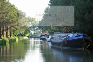 Partie du canal du midi longé par des pins parasol