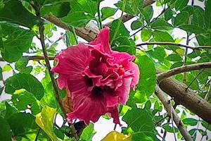 HIBISCUS