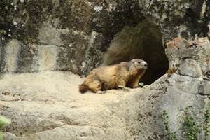 Une marmotte